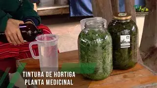 Tintura de hortiga planta medicinal - TvAgro por Juan Gonzalo Angel Restrepo