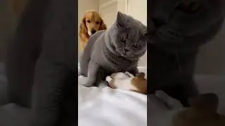The Bully Cat Froze When the Canary Dog Mom Showed Her Power #dogmom #catlife #viral