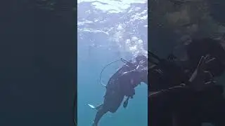 #learntoscuba #scubalessons #scubaclass #discoverscuba #PADITraining #scubabeginners #floridascuba
