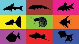 Fish: Swordtail, Guppy, Angelfish, Silver dollar, Goldfish, Botia, Snail, Black ghost, Algae Eater