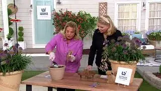 Ultimate Innovations 2pc Little Sapphire Allium Live Plants on QVC