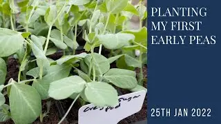 Planting out my first early early peas