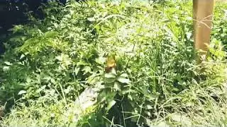 Wisata Banyu Kuning