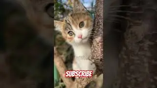 cat viral video #cat #funny #viral #trending #shorts video