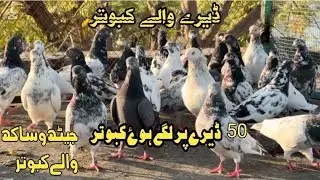50 ڈیرے والے کبوتر ایک ہی گھر کے #pigeon #kabootar #kabootarbazi 