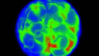 DiBAC movie for bioelectricity talk 7
