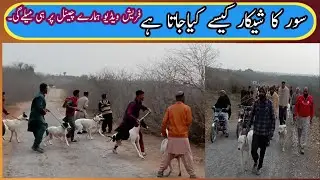 Suar ka Shikar /soor ka Shikar kaise karty Hain/How to hunting with dogs 🐶،،،،،