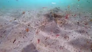 North Bondi Eastern Fiddler Ray