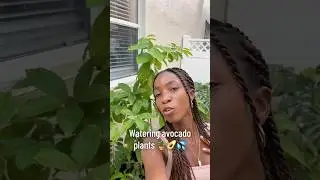 Watering potted avocado trees 🥑🪴💦 #plantcaretips #fruittrees