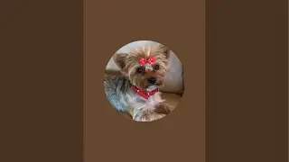 Yorkie Makai’s Life Journey is live!