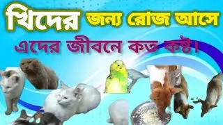 খিদের জন্য রোজ আসে এদের জীবনে কত কষ্ট। India cat video | porir paribar.