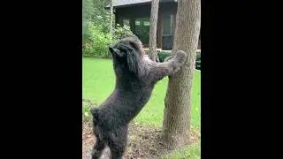 Why Are People Scared of Me? Big Teddy Bear ❤️ #bouvier #shorts #doglover #watchdogs #k9