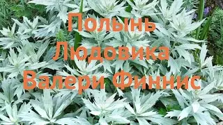 Полынь обыкновенная Валери Финнис (valerie finnis) 🌿 обзор: как сажать, саженцы полыни Валери Финнис