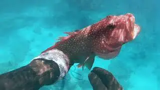 ARUTUA SPEARFISHING 2018
