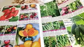 👩🏻&zwj;🌾🍅ИНТЕРФЛОРА, КАТАЛОГ СЕМЯН 2026 год. Часть 2 - КАКИЕ ПОМИДОРЫ И ОГУРЦЫ БРАТЬ?