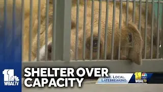 Humane Society sets up emergency animal shelter