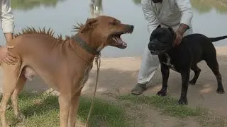 Bully Dog Power 🔥 | Real Beast in Action | Most Dangerous Bully Ever!