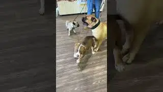 Pups will be staying at the boarding kennel for 4 days