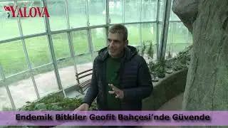 Yalova Geofit Bah&ccedil;esi&rsquo;nde Genetik Hazineler Koruma Altında