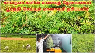 கால்நடைகளின் உணவுத் தேவையைப் பூர்த்தி செய்யும் நரிப்பயிர் / nari payir