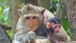 Newborn Baby Monkey Feeling Happy And Happy Animal Live #HM451