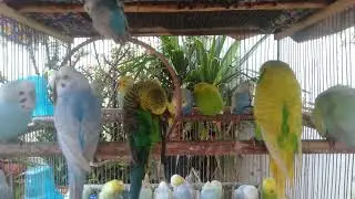 今日も健康確認、自然の光を浴びるひととき【サザナミインコ】