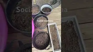 🫑🍆🍈#Zone 5 gardening #may gardening #zone 5 planting