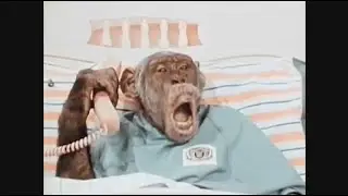 Where's my Monkey ? - 2013