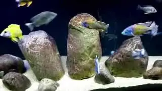 8 Months and Coloring up!  - All male Peacock Hap cichlid  aquarium