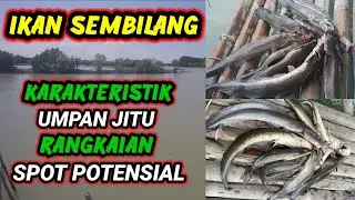Paket Komplit || Umpan Jitu || Rangkaian Pancing || Spot Potensial Mancing Sembilang