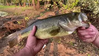 I Never Caught This On Cut Bait Before