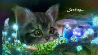 Kitty quest