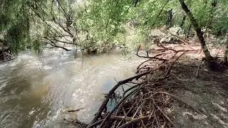 Mmogo le barongwa