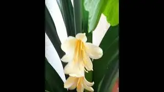 Clivia Miniata Yellow 💛 #shorts #flowers