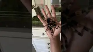 Brachypelma Hamorii (Mexican Red Knee)Handling