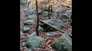 Persian Leopard 🐆
