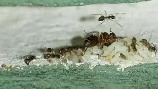 Formiga louca - Transferidas para formigario maior