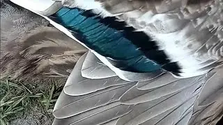 Spreading Rouen And Golden 300 Ducks Wings In The Heat🥵 What do they look like!??