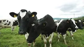 Dale Farm Farmers - Roy McLean