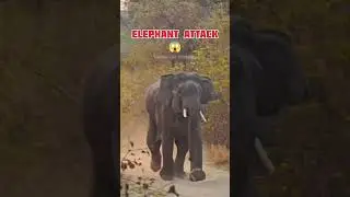 TUSKER ELEPHANT ATTACK 😳 #yuvrajjimcorbett #wildlife #tuskerattack