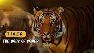 The Silent Power of the Tiger | Nature&rsquo;s Fiercest Predator