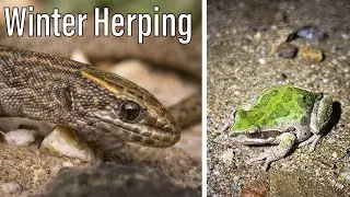 Winter Herping! Rare Lizards, frogs, and more!