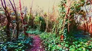 Forest Run | An abstract film