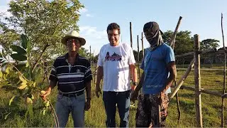Sekreto ng pagtatanim ng rambutan para dumami at matamis ang bunga nito