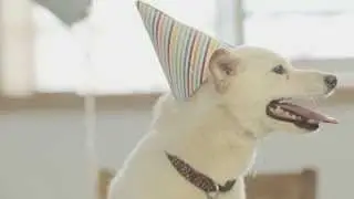 Adorable Dog Birthday Party Ideas - ErnieCakes.com
