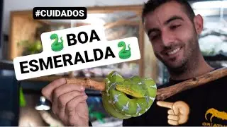 Cuidados CORALLUS CANINUS 🐍Boa Esmeralda🐍
