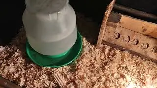 Raising Muscovy Ducks PT 6: Ducklings' First Days