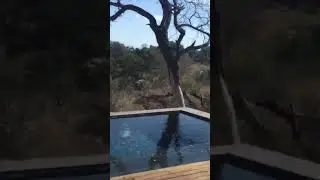 Elephants among us! Welcome to the most exclusive safari lodge in South Africa&hellip; Ivory Lodge!