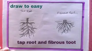 how to draw taproot fibrous root/fibrous root drawing