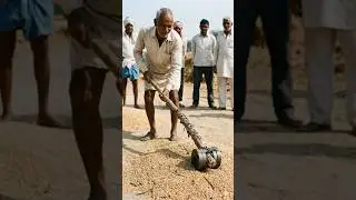 A farmer's indigenous solution! An amazing trick to clean grain without a machine 😲🌾 #desijugaad